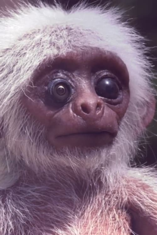 Jaquette Polycephaly in D
